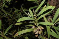 Hakea benthamii