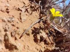 Gazania lichtensteinii