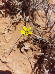 Gazania lichtensteinii