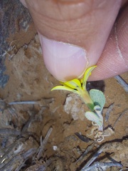 Gazania lichtensteinii
