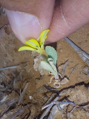 Gazania lichtensteinii
