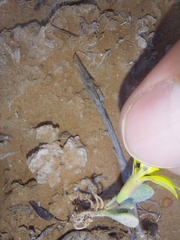 Gazania lichtensteinii