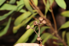 Eucalyptus acmenoides