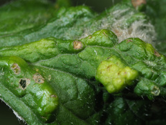 Cecidophyes nudus