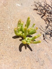 Mesembryanthemum hypertrophicum