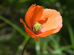 Papaver dubium
