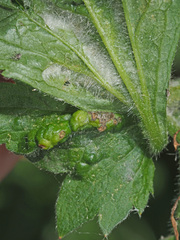 Cecidophyes nudus