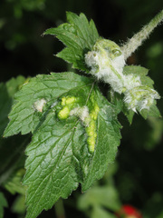 Cecidophyes nudus