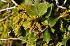Quercus coccifera
