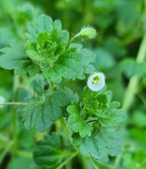 Veronica cymbalaria