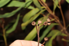 Eucalyptus acmenoides