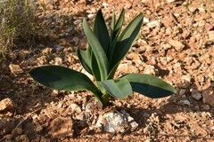 Drimia numidica