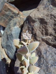 Ruschieae