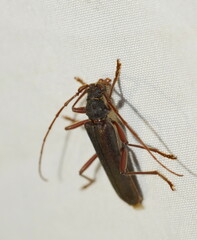 Phlyctaenodes pustulosa