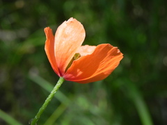 Papaver dubium