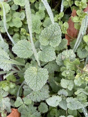 Lamium purpureum