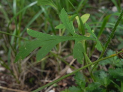 Papaver dubium