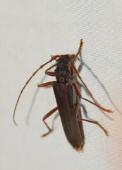 Phlyctaenodes pustulosa