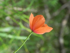 Papaver dubium
