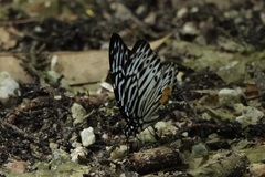 Graphium delessertii