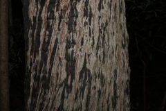 Eucalyptus acmenoides