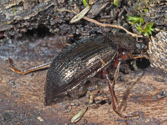 Stenomax aeneus