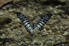 Graphium delessertii