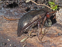 Stenomax aeneus