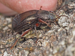 Stenomax aeneus
