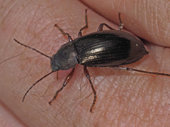 Stenomax aeneus
