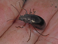 Stenomax aeneus