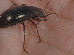 Stenomax aeneus