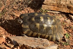 Testudo marginata