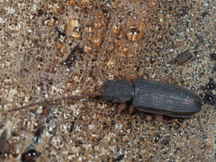 Uleiota planata