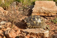 Testudo marginata