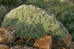 Euphorbia acanthothamnos
