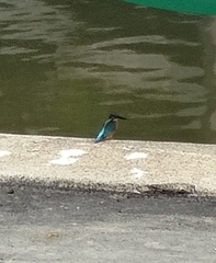 Alcedo atthis bengalensis