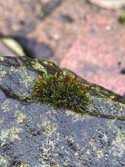 Orthotrichum anomalum