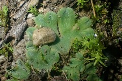 Riccia beyrichiana