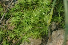 Tortella squarrosa