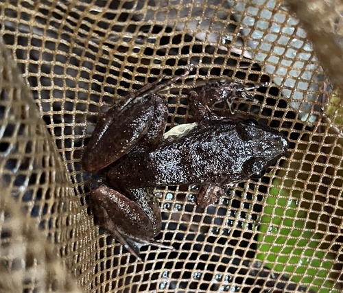 Lesser Swamp Frog, Limnonectes paramacrodon