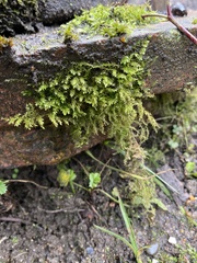 Kindbergia praelonga