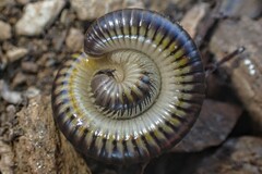 Pachyiulus flavipes