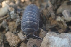 Armadillo officinalis