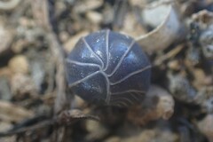 Armadillo officinalis