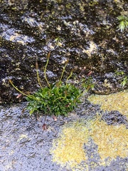 Tortula muralis