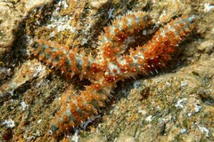 Coscinasterias tenuispina