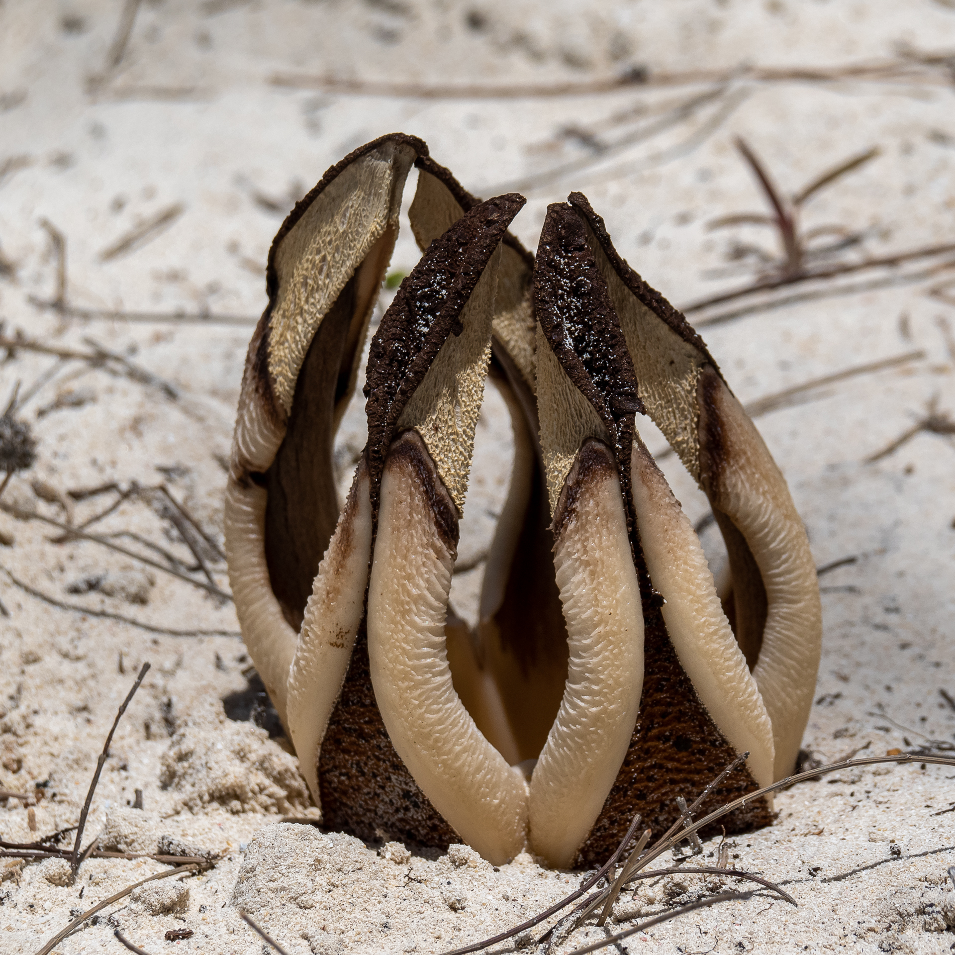 Hydnora Esculenta (Hydnora esculenta)