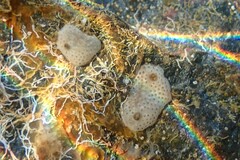 Lissoclinum perforatum