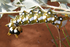 Psalidostetha banksiae